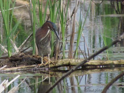 Héron vert - Gree Heron