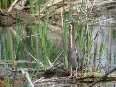 Hron vert - Green Heron