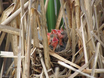 Carouge  paulettes - Red-winged Blackbird