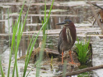 Héron vert - Gree Heron