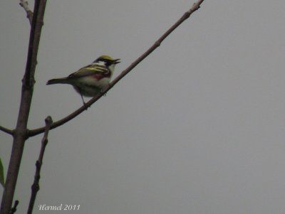 Paruline  flancs marrons - Chestnut-sided warbler