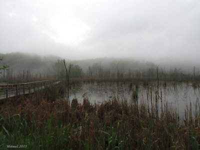 Marais dans le brouillard - Foggy marsh