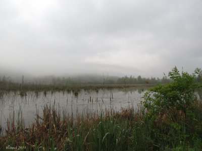 Marais dans le brouillard - Foggy marsh