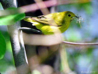 Paruline jaune - Yellow Warbler