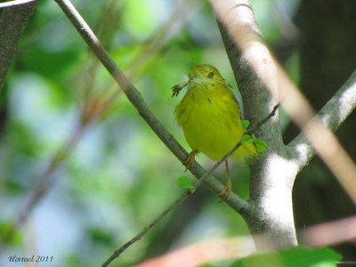 Paruline jaune - Yellow Warbler