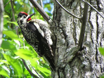 Pic maculé - Yellow-bellied Sapsucker