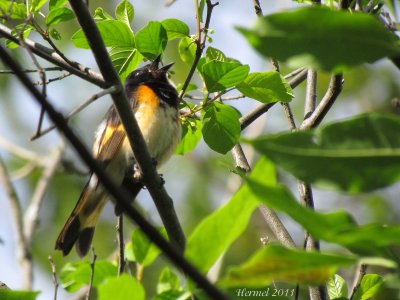 Paruline flamboyante - American Redstart