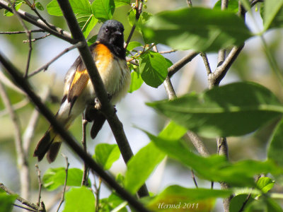 Paruline flamboyante - American Redstart