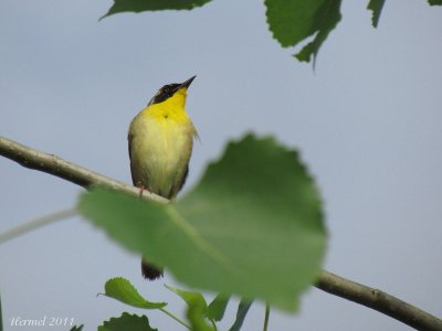 Paruline masque - Common Yellowthroat