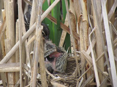 Carouge à épaulettes - Red-winged Blackbird
