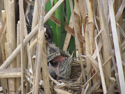 Carouge  paulettes - Red-winged Blackbird