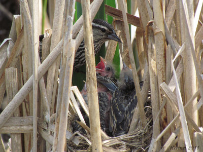 Carouge à épaulettes - Red-winged Blackbird