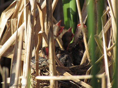 Carouge à épaulettes - Red-winged Blackbird