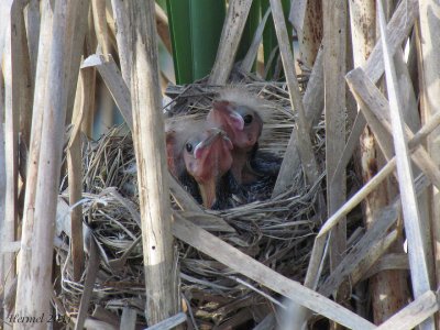 Carouge  paulettes - Red-winged Blackbird