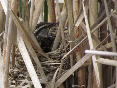 Carouge  paulettes - Red-winged Blackbird