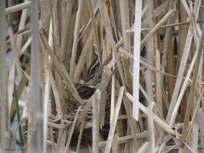 Carouge - Nidification -Carouge - 2011 -  Nesting -  Red-winged Blackbird