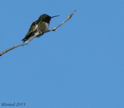 Colibri  gorge rubis - ruby-throated Hummingbird