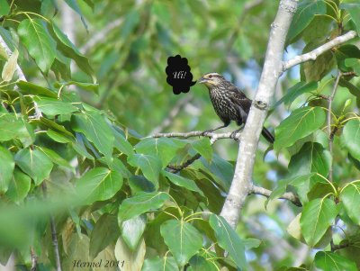 Carouge à épaulettes - Red-winged Blackbird (18+)