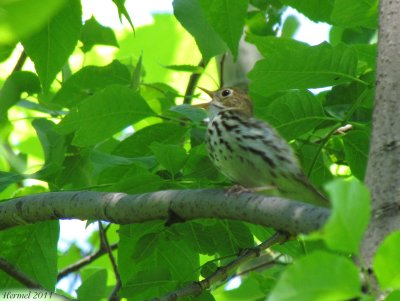 Paruline couronne - Ovenbird