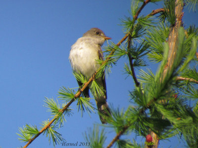 Moucherolle des saules - Willow Flycatcher