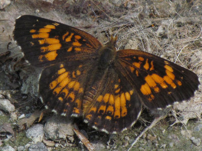 Damier de Harris -#4491 - Harris's Checkerspot - Chlosyne harrissii