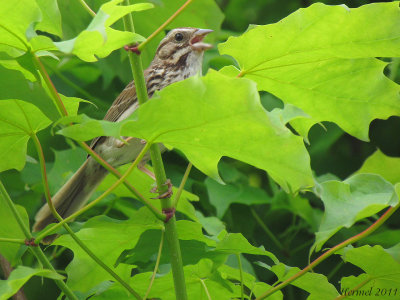 Bruant chanteur - Song Sparrow