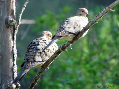 Tourterelle triste - Mourning Dove