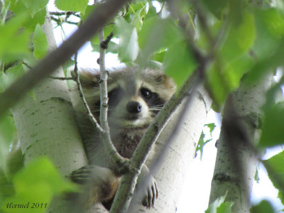 raton laveur - raccoon