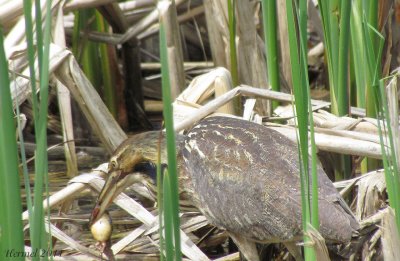 Butor d'Amrique - American Bittern