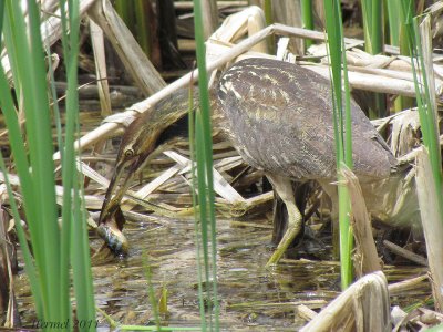 Butor dAmrique - American Bittern