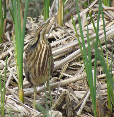 Butor d'Amrique - American Bittern