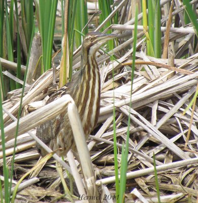 Butor d'Amrique - American Bittern