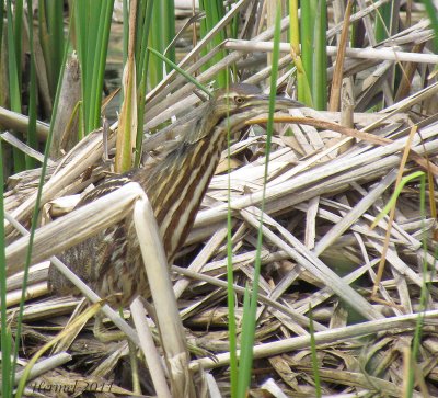 Butor d'Amrique - American Bittern