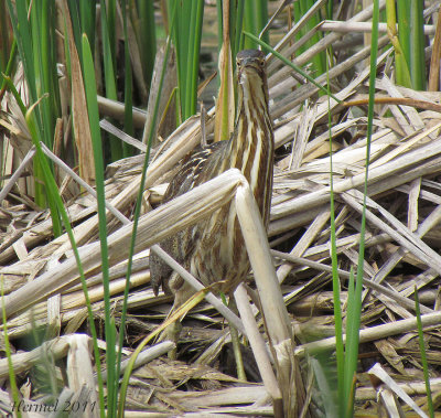 Butor d'Amrique - American Bittern