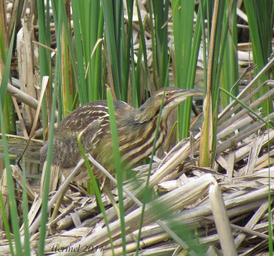 Butor d'Amrique - American Bittern