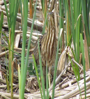 Butor d'Amrique - American Bittern