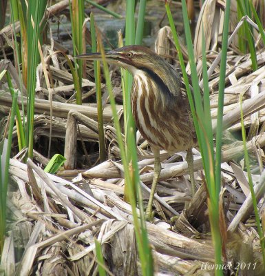 Butor d'Amrique - American Bittern