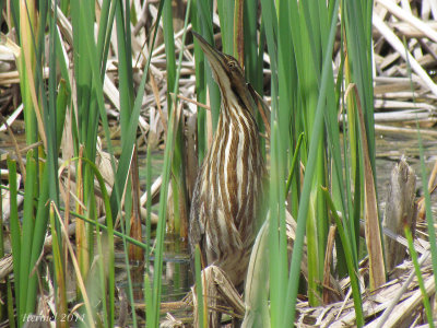 Butor d'Amrique - American Bittern