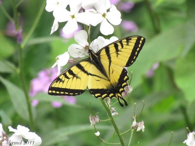 Papillon tigré du Canada - Papilio canadensis - Canadian tiger swallowtail