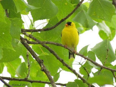 Chardonneret jaune - American Goldfinch