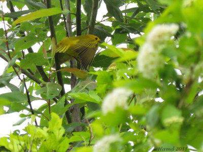 Paruline jaune - Yellow Warbler