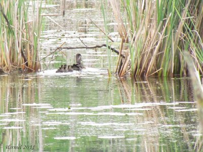 Famille branchus - Wood duck family