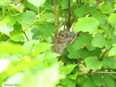 Nid Paruline jaune - Nest -  Yellow Warbler