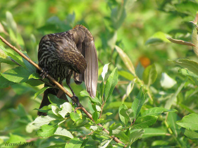 Carouge  paulettes - Red-winged Blackbird