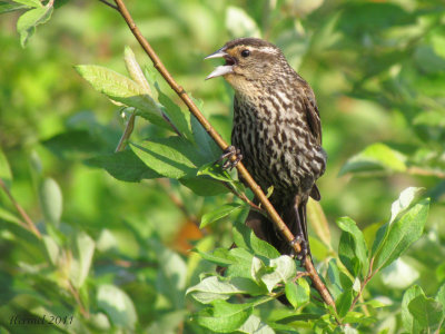 Carouge à épaulettes - Red-winged Blackbird