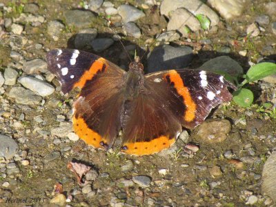 Vulcain - Red Admiral