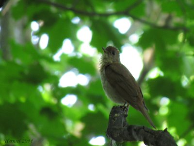 Grive fauve - Veery