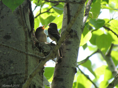 Moucherolle tchbec - Least Flycatcher