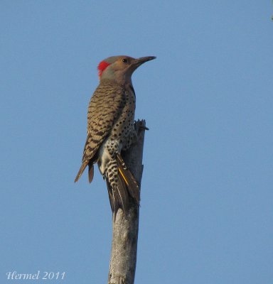 Pic flamboyant - Northern Flicker