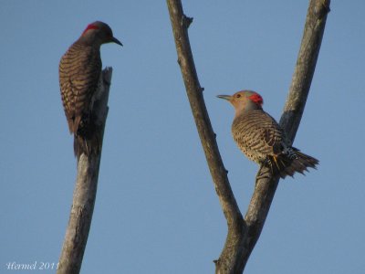 Pic flamboyant - Northern Flicker